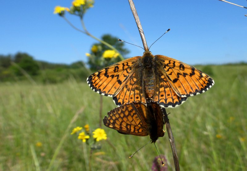 Melitaea cinxia e phoebe